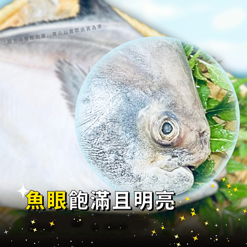 悅生活--鮮市集 印度洋野生帝王級白鯧魚(300~400g±5%/尾)