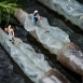 悅生活--鮮市集 無毒野放生凍大白蝦850g±5/盒
